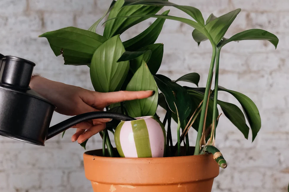 Sublimez la vie de vos plantes